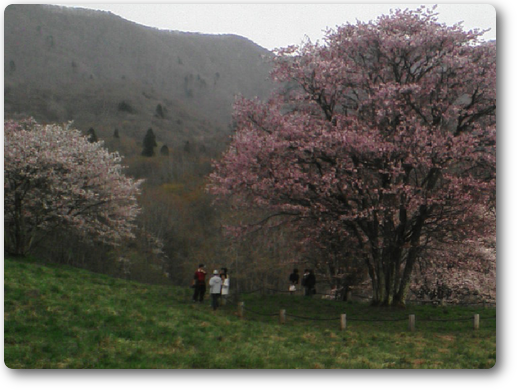 去年の大山桜