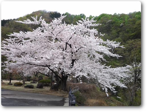 米の粉の滝ドライブインの桜