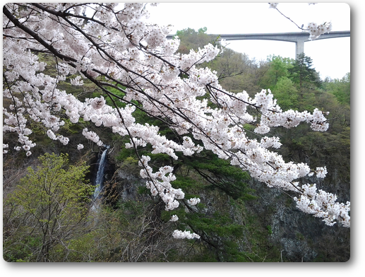 米の粉の滝と満開の桜