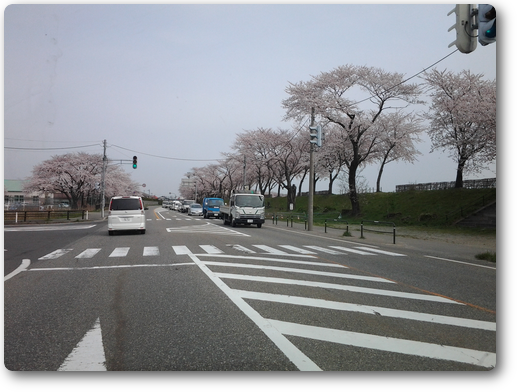 鶴岡市　赤川の桜並木です