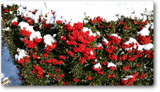 Pyracantha00.png