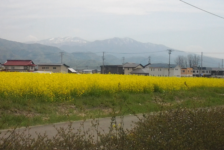 県立病院前の菜の花畑から蔵王山を望む
